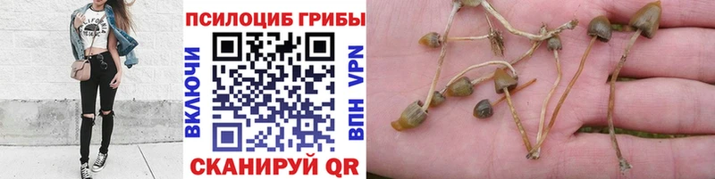 Псилоцибиновые грибы мухоморы  Купить закладки  Поронайск 